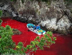 Balina Katliam� Durmuyor