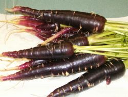 T�rk Havucunu �ald�lar