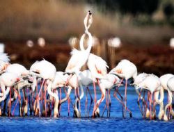 Internetten Ku� G�zlemi